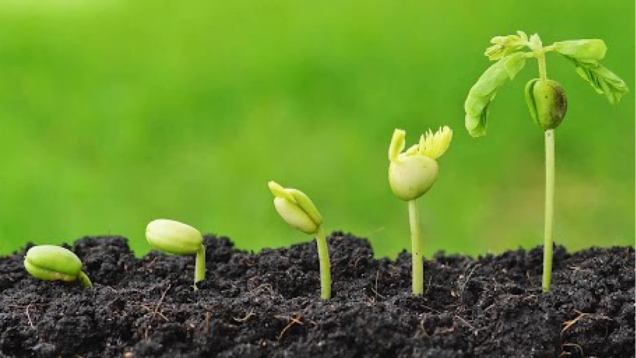 Kemalpa�a'da tar�m: Verimli topraklar, zorlu sorunlar