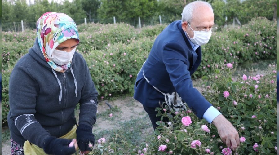  K�l��daro�lu Isparta'da g�l hasat etti