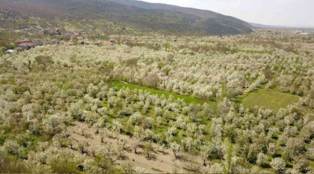 Kiraz baheleri beyaz gelinliini giydi