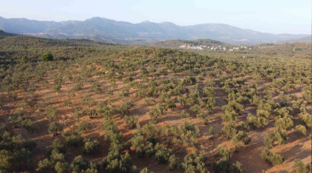  Kuraklk zeytin ve zeytinya retimini olumsuz etkiliyor