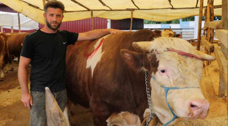 Kurban pazarının 1,3 tonluk Şampiyon'u