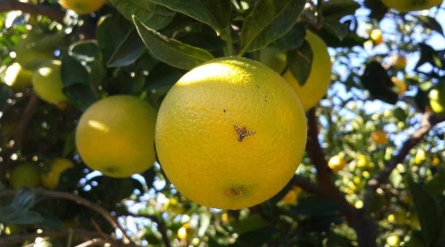 Malatya'da meyve sine�i pani�i