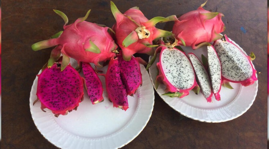 Mersin'de ejder meyvesi hasad�