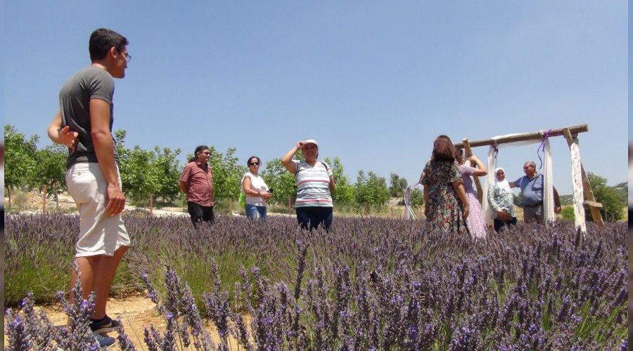 Mersin'in ilk lavanta bahesi ilgi oda