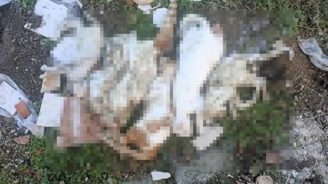 Milas'ta ��pte kedi �l�leri bulundu