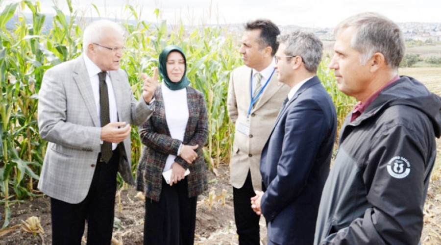 M�s�r tohumunun y�zde 95'i ithal