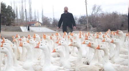Mühendisliği bırakıp kaz çiftliği kurdu
