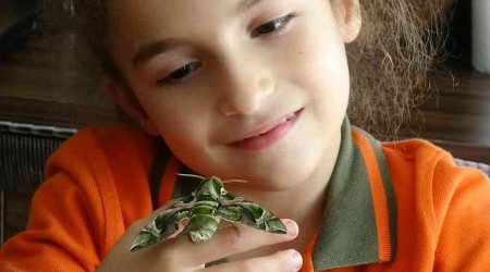 Nadir rastlanan 'zakkum kelebeği' Sinop'ta ortaya çıktı
