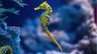 Okyanusun sakl� m�cevherleri: Deniz Atlar�