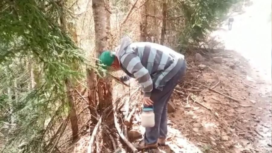 Ormandan topladıkları zararlı böcekler gelir kapıları oldu