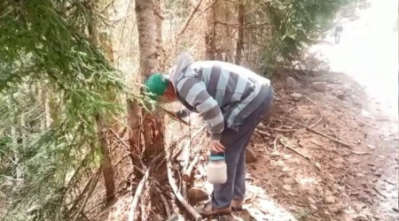 Ormandan topladıkları zararlı böcekler gelir kapıları oldu