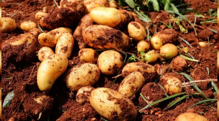 Patates ve soğan hasadı durdu