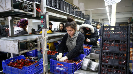 Rusya'ya sebze ihracatı tıkandı
