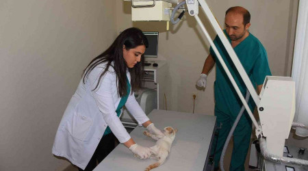 Salihli'de sokak hayvanlarına son teknoloji tedavi hizmeti başladı