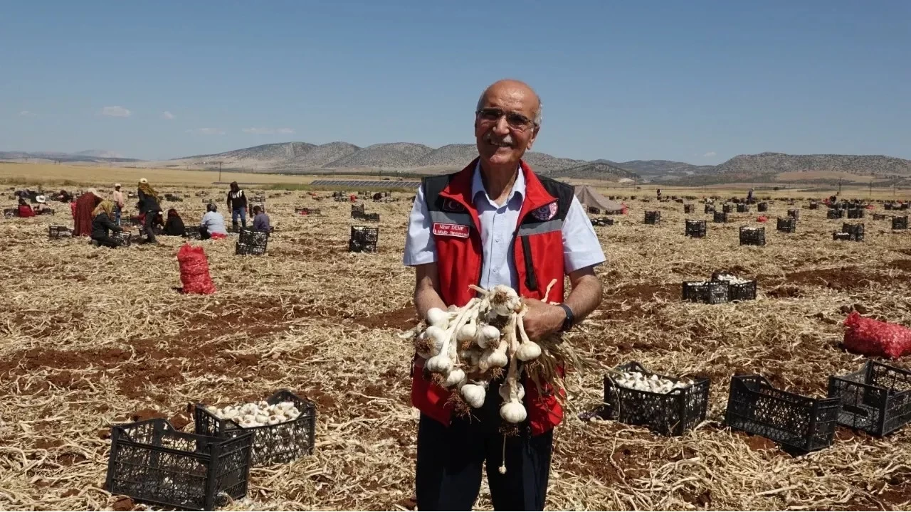Sarımsak üreten çiftçiler yüksek rekolteden memnun