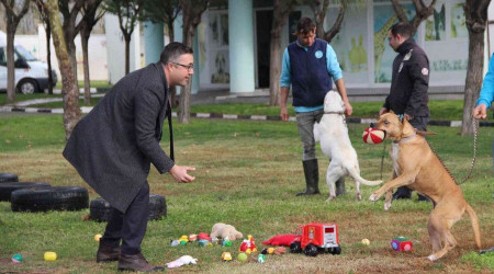Suça karışmış köpekler oyuncaklarla rehabilite ediliyor