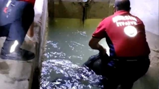 Tarsus'ta sulama kanalında erkek cesedi bulundu