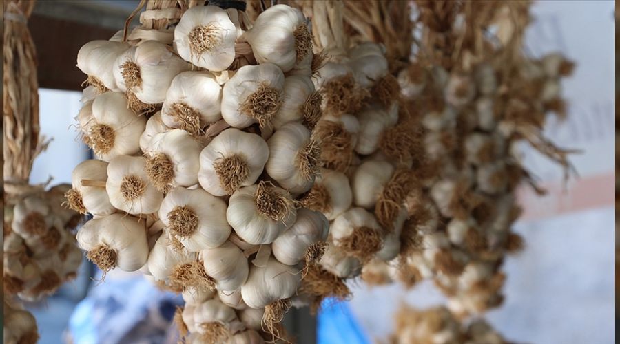 Taşköprü sarımsağının fiyatı dibe vurdu