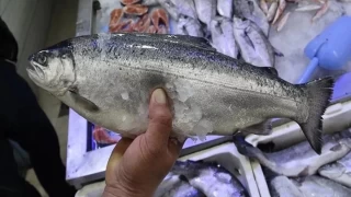 Türk somonu üretimi, gelecek vadediyor