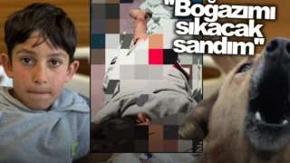 Van'da bir hafta arayla 3'�nc� k�pek sald�r�s�