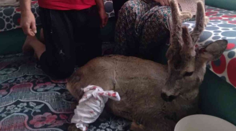 Yaralı karacayı evine alıp bebek gibi sevdi
