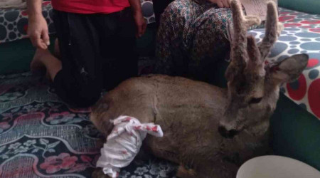 Yaralı karacayı evine alıp bebek gibi sevdi