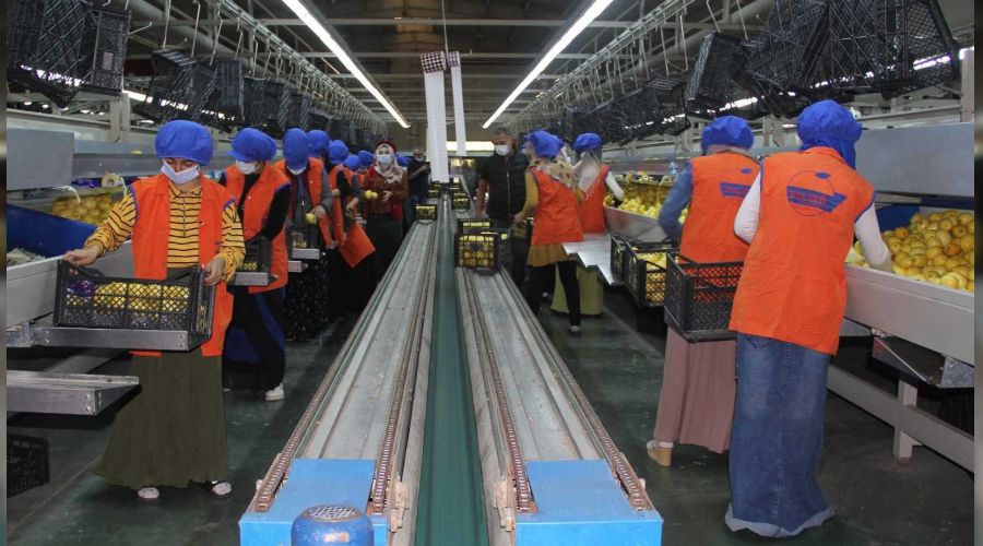Yaş meyve ve sebze ihracatı hedefi 1 milyar dolar