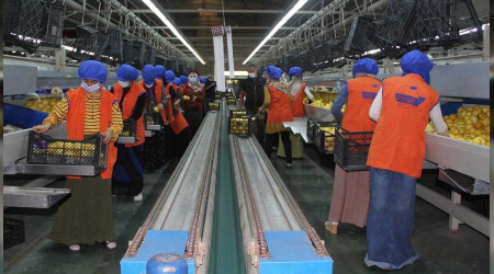 Yaş meyve ve sebze ihracatı hedefi 1 milyar dolar