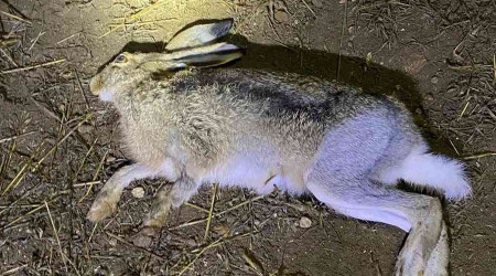 Yasa dışı avlanan avcılara ceza yağdı