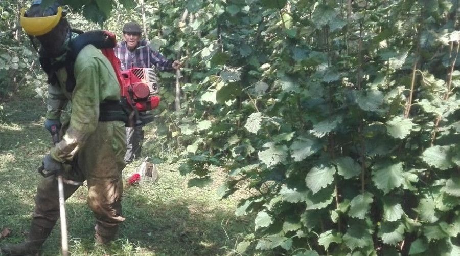 Yüksek kesimlerdeki üreticiler fındık hasadına hazırlanıyor
