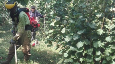 Yüksek kesimlerdeki üreticiler fındık hasadına hazırlanıyor