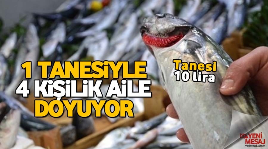 1 palamut 1 aileyi doyuruyor
