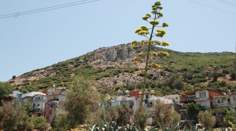 100 y�lda bir �i�ek a��yor