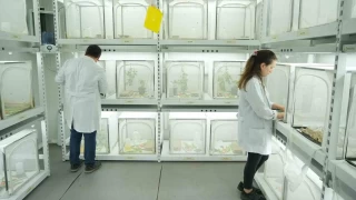 150 bin samuray arısı kahverengi kokarca ile mücadele edecek