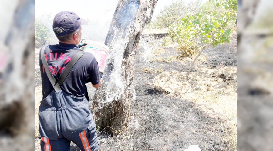 200 d�n�m f�st�k a�ac� yand�