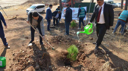 600 fıstık çamı fidanı toprakla buluştu