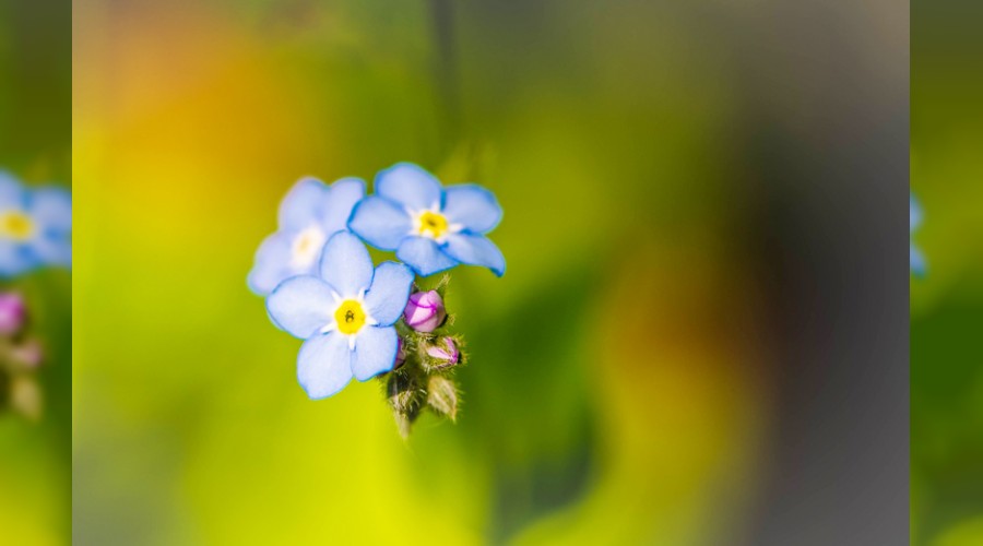 �Ak�ll� kimseden daha cesuru yoktur�