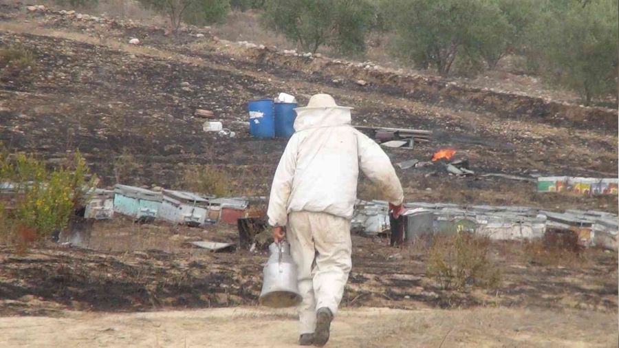 Antalya'da arı kovanları alev alev yandı