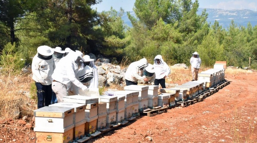 Arı zehri kurultayı