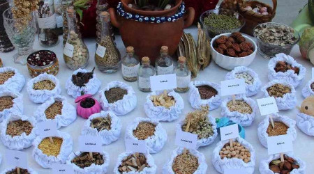 Artvin'de 'tohum takas enlii' yapld