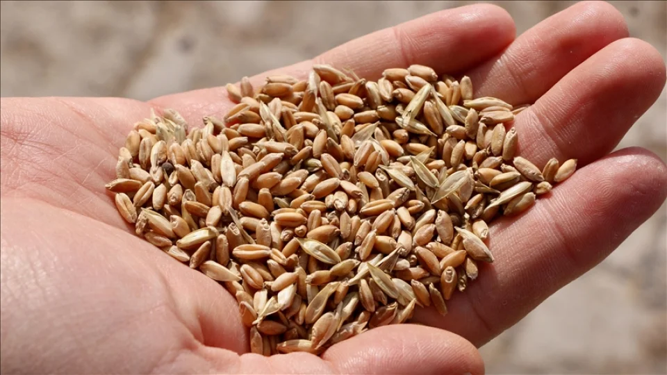 Ata tohumu: Hem ekolojik hem de k�lt�rel bir de�er