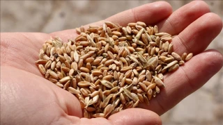 Ata tohumu: Hem ekolojik hem de kültürel bir değer