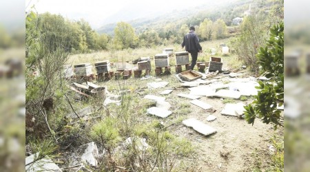 Ayılar arı kovanlarını parçaladı