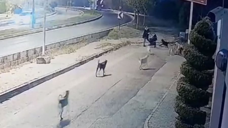 Aynı yerde 10'u geçkin köpeğin bebek arabalı aile ve vatandaşlara kabus yaşattı