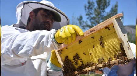Bal ihracatı arttı