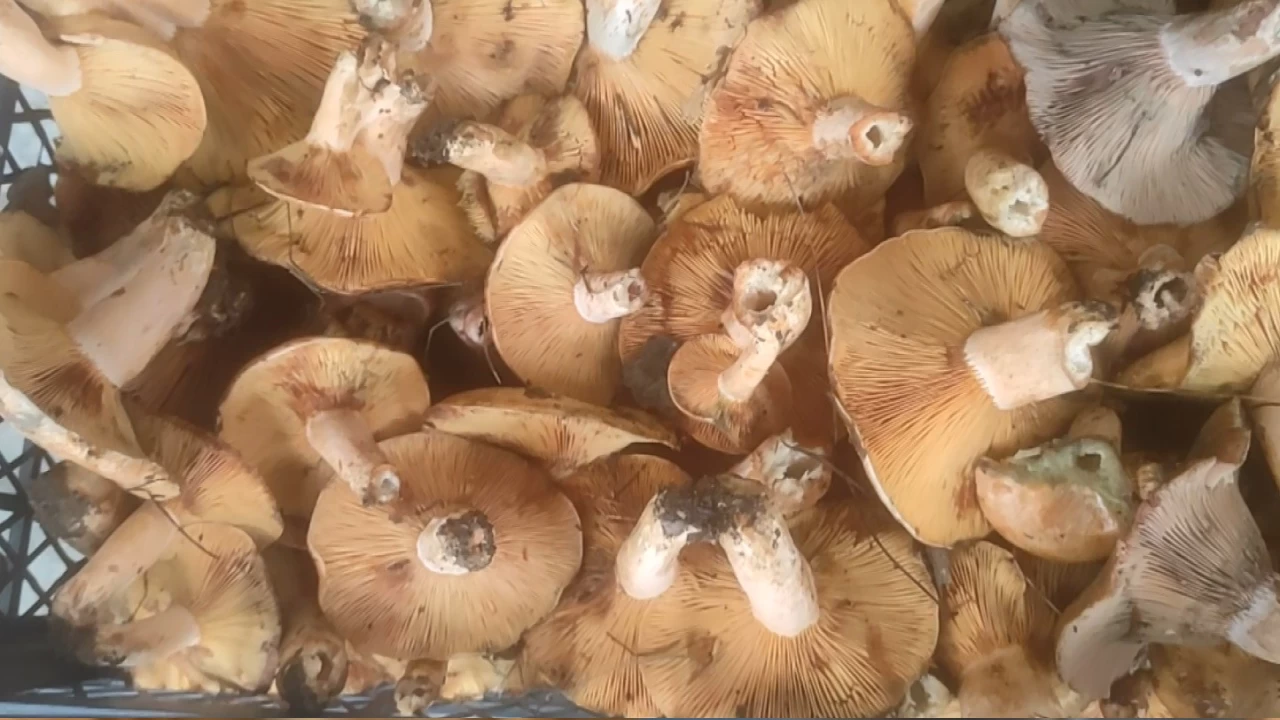 Bayrami�'te kanl�ca mantar� k�yl�n�n gelir kap�s� oldu