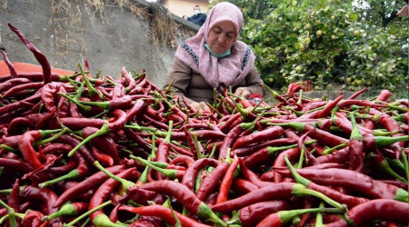 Bu acı biber 150 yıldır aynı tohumdan