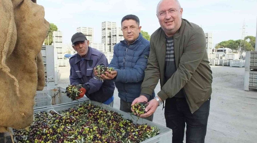 Burhaniye'de zeytinde randıman ve yağ kalitesi sevindirdi
