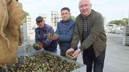 Burhaniye'de zeytinde randıman ve yağ kalitesi sevindirdi