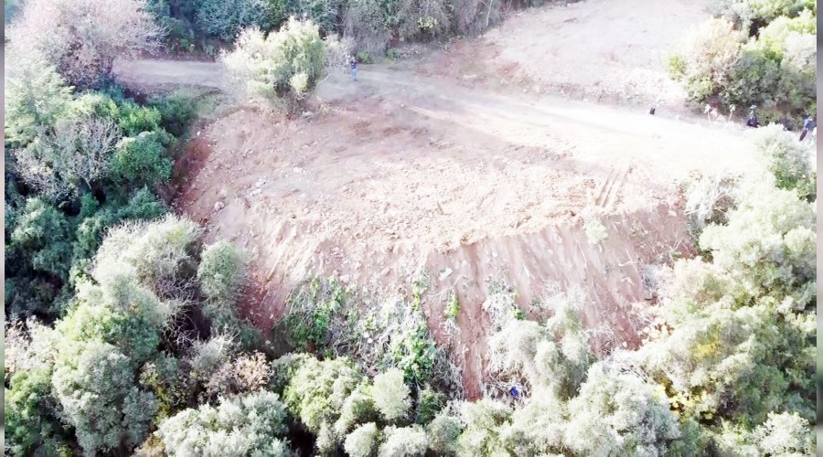 Büyükada'da 81 at itlaf edildi